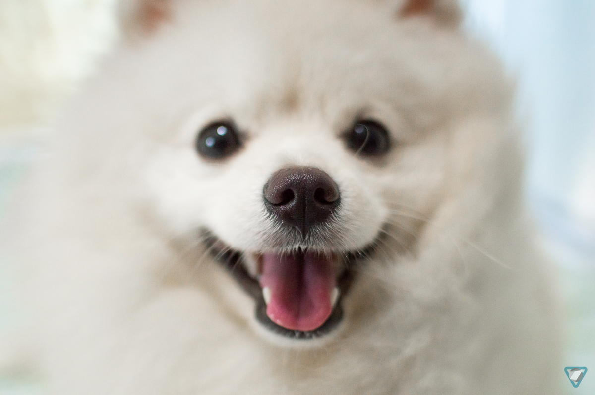 Ensaio Pet em Natal/RN, Fotografia Pet em Natal/RN, Ensaio Lifestyle em Natal/RN