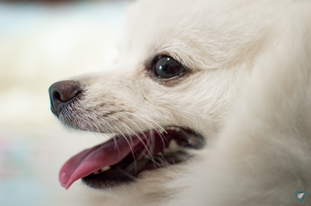 Ensaio Pet em Natal/RN, Fotografia Pet em Natal/RN, Ensaio Lifestyle em Natal/RN