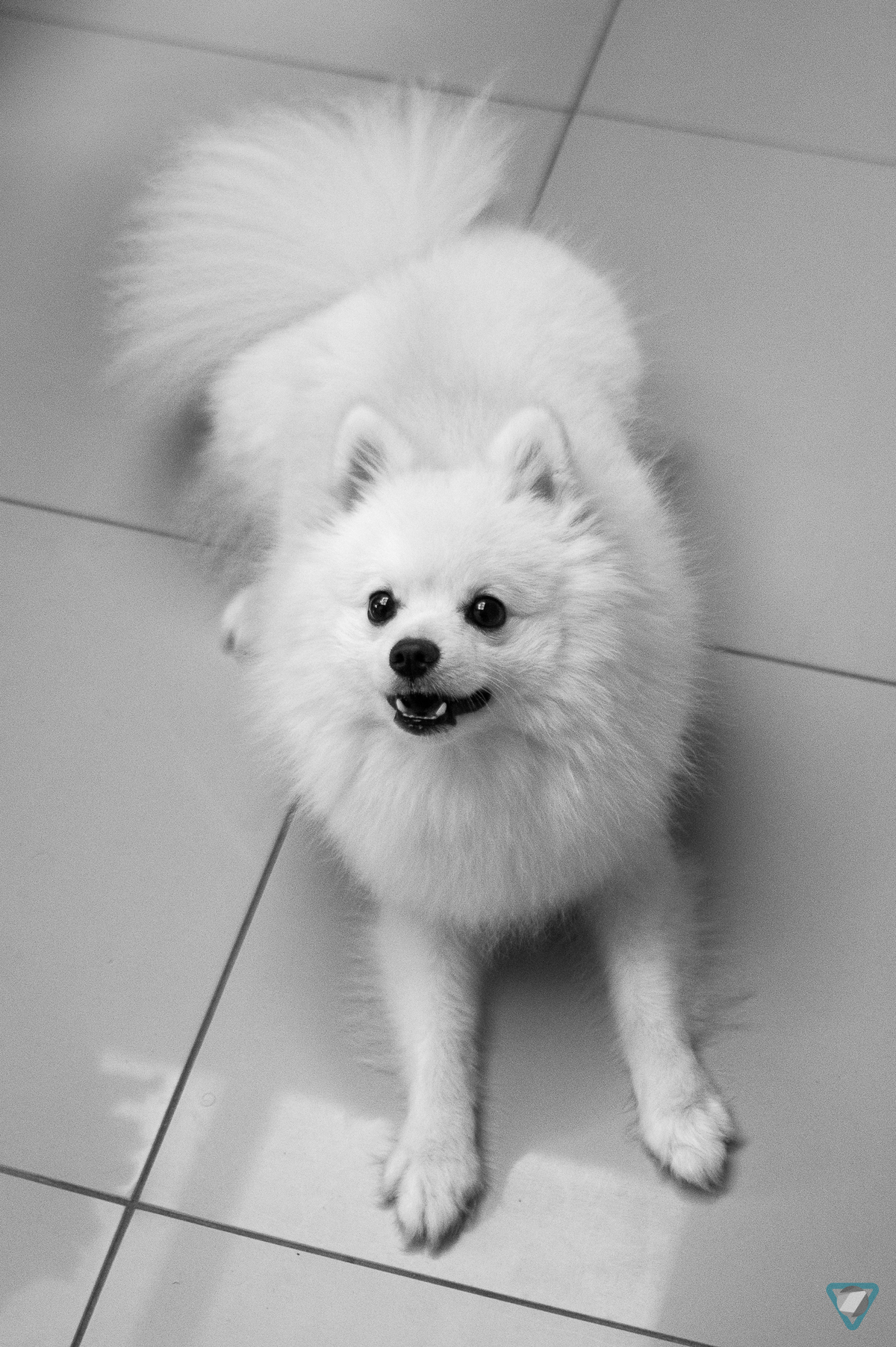 Ensaio Pet em Natal/RN, Fotografia Pet em Natal/RN, Ensaio Lifestyle em Natal/RN