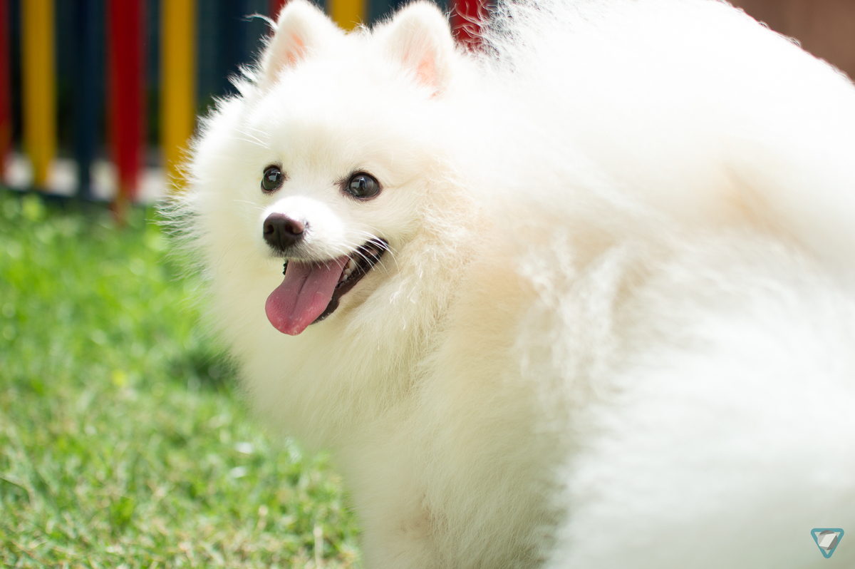 Ensaio Pet em Natal/RN, Fotografia Pet em Natal/RN, Ensaio Lifestyle em Natal/RN