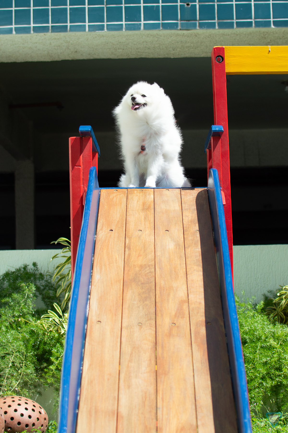 Ensaio Pet em Natal/RN, Fotografia Pet em Natal/RN, Ensaio Lifestyle em Natal/RN