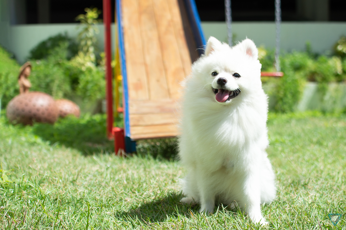 Ensaio Pet em Natal/RN, Fotografia Pet em Natal/RN, Ensaio Lifestyle em Natal/RN