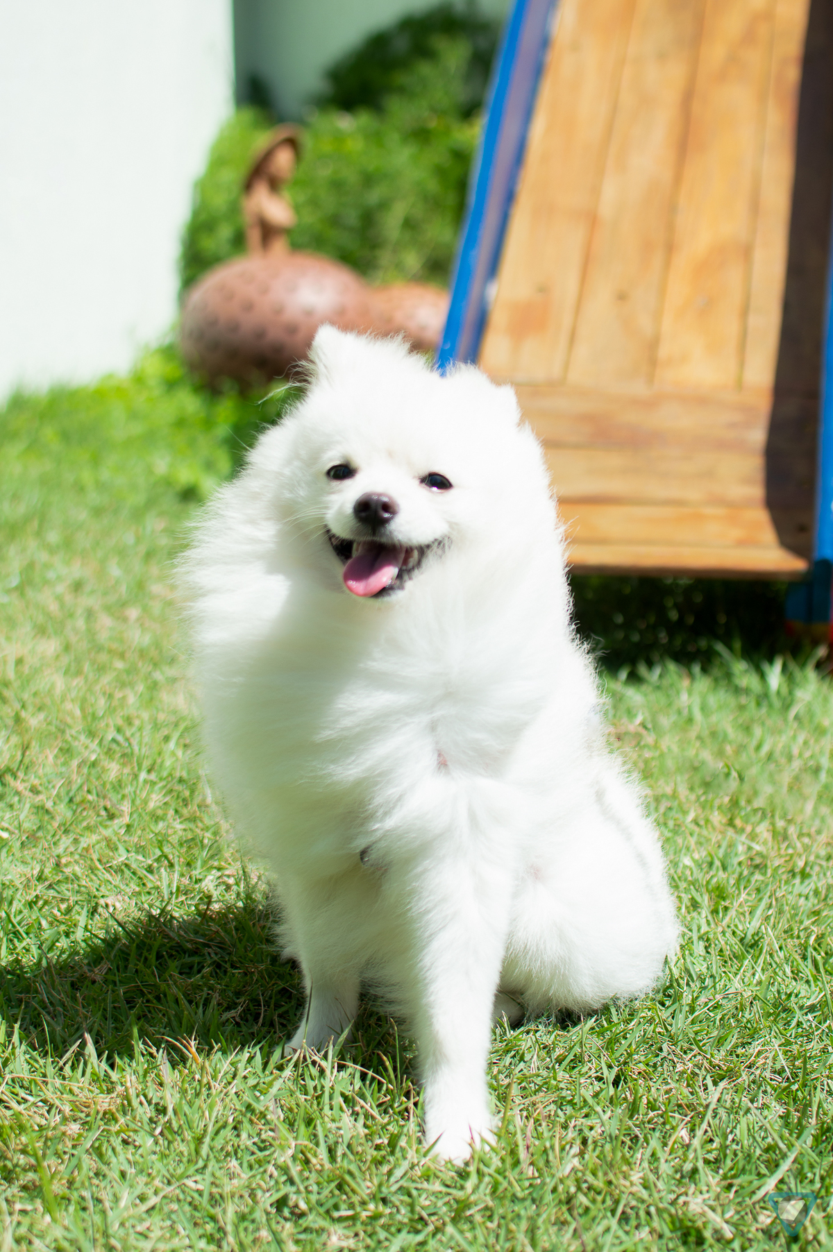 Ensaio Pet em Natal/RN, Fotografia Pet em Natal/RN, Ensaio Lifestyle em Natal/RN