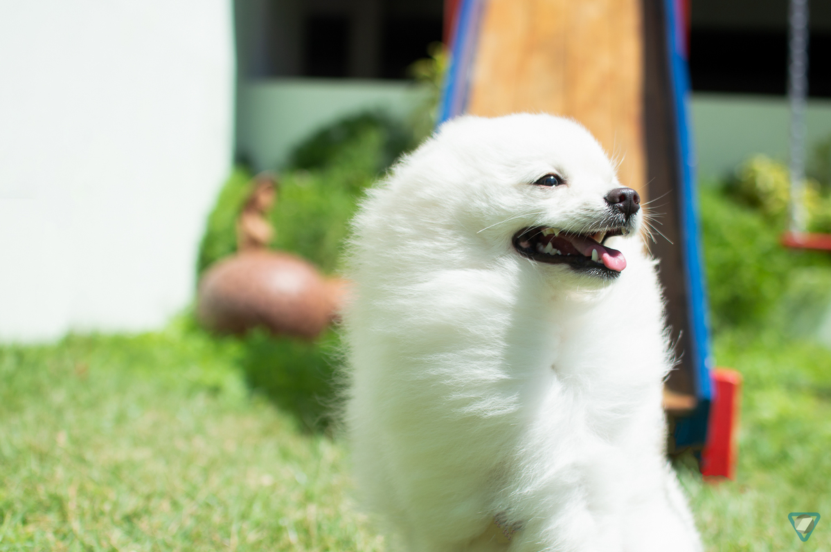 Ensaio Pet em Natal/RN, Fotografia Pet em Natal/RN, Ensaio Lifestyle em Natal/RN