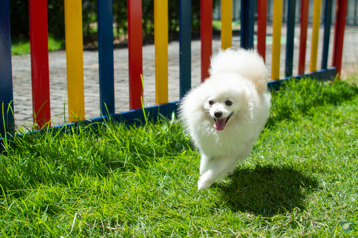 Ensaio Pet em Natal/RN, Fotografia Pet em Natal/RN, Ensaio Lifestyle em Natal/RN