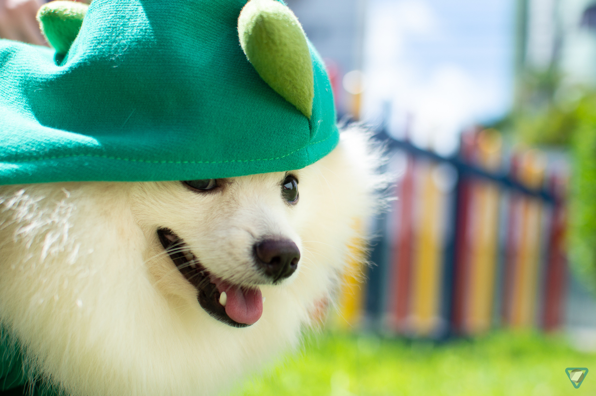 Ensaio Pet em Natal/RN, Fotografia Pet em Natal/RN, Ensaio Lifestyle em Natal/RN