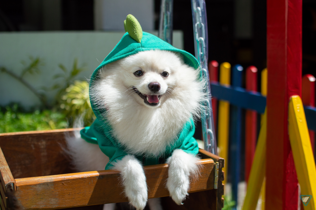 Ensaio Pet em Natal/RN, Fotografia Pet em Natal/RN, Ensaio Lifestyle em Natal/RN