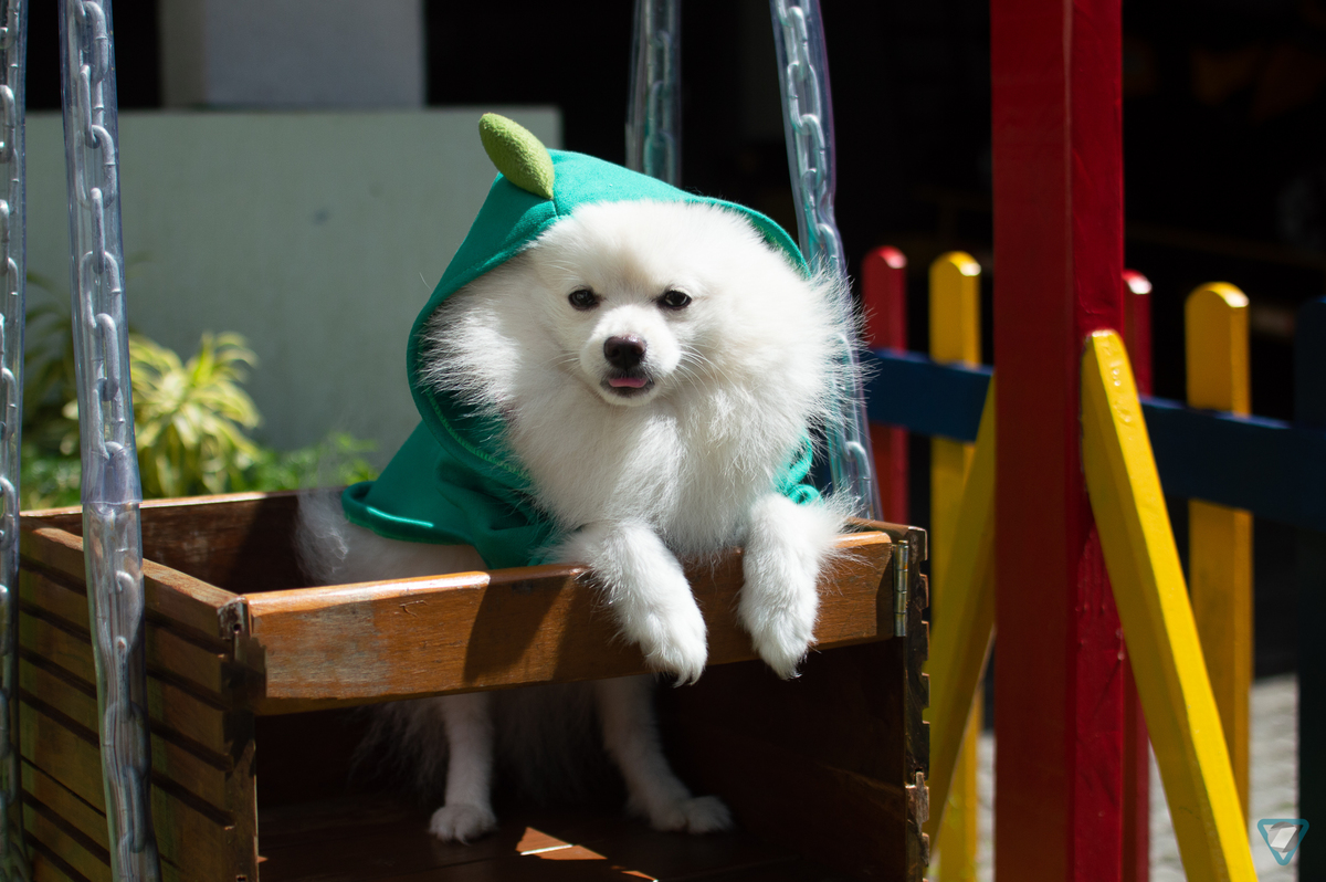 Ensaio Pet em Natal/RN, Fotografia Pet em Natal/RN, Ensaio Lifestyle em Natal/RN