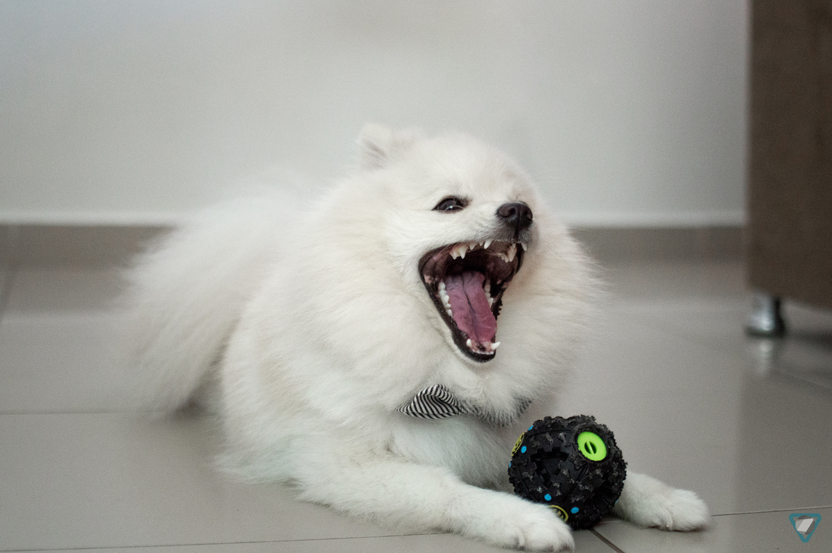 Ensaio Pet em Natal/RN, Fotografia Pet em Natal/RN, Ensaio Lifestyle em Natal/RN