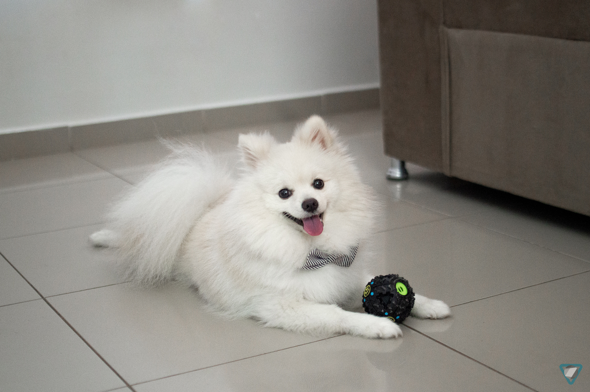 Ensaio Pet em Natal/RN, Fotografia Pet em Natal/RN, Ensaio Lifestyle em Natal/RN