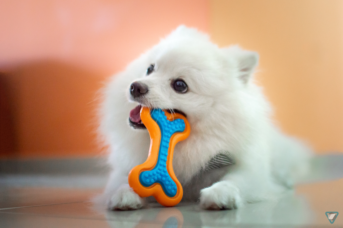 Ensaio Pet em Natal/RN, Fotografia Pet em Natal/RN, Ensaio Lifestyle em Natal/RN