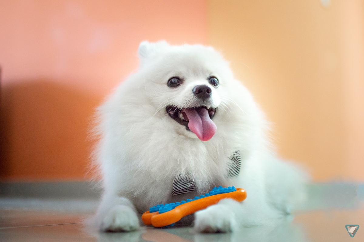 Ensaio Pet em Natal/RN, Fotografia Pet em Natal/RN, Ensaio Lifestyle em Natal/RN