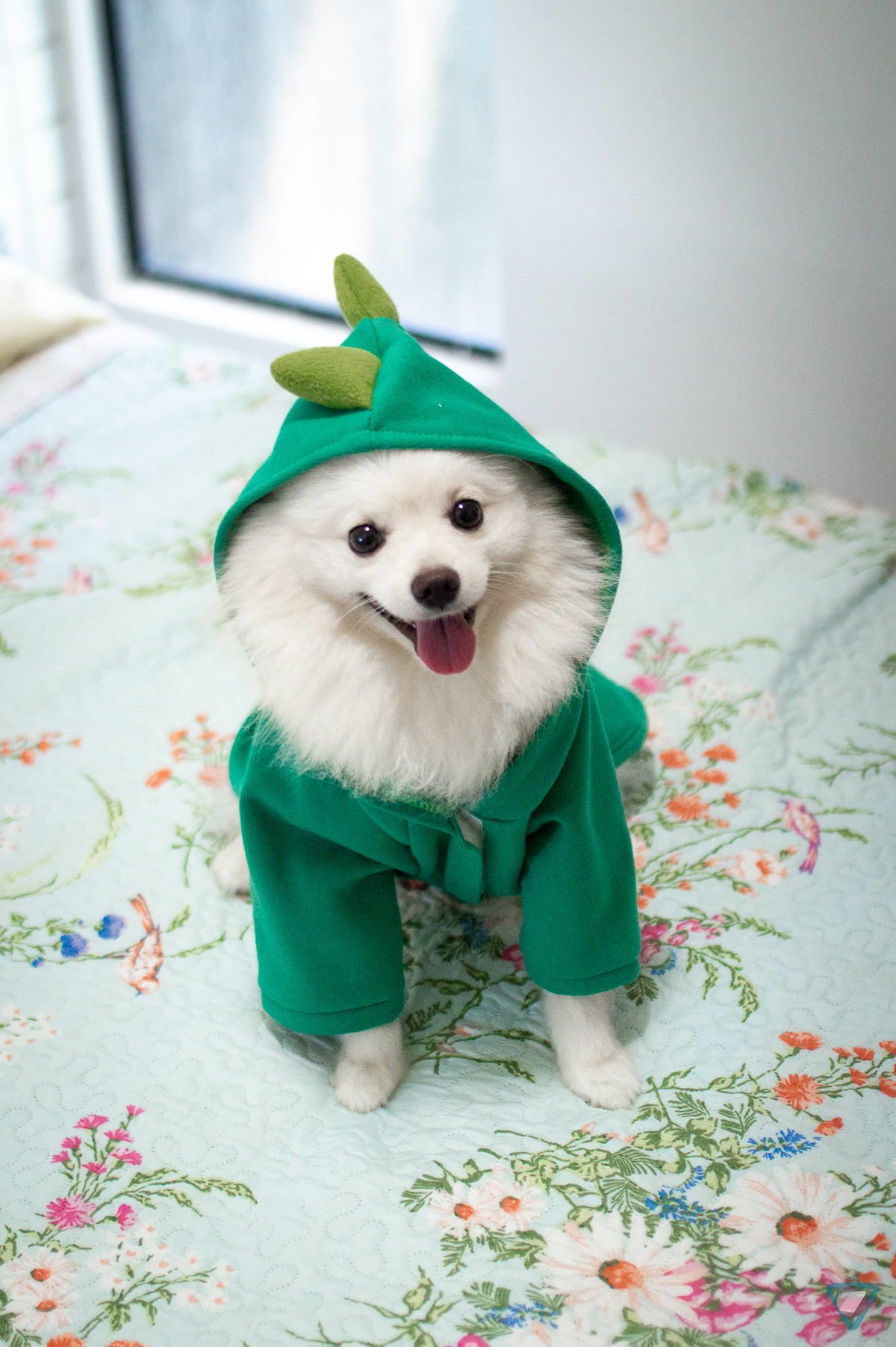 Ensaio Pet em Natal/RN, Fotografia Pet em Natal/RN, Ensaio Lifestyle em Natal/RN