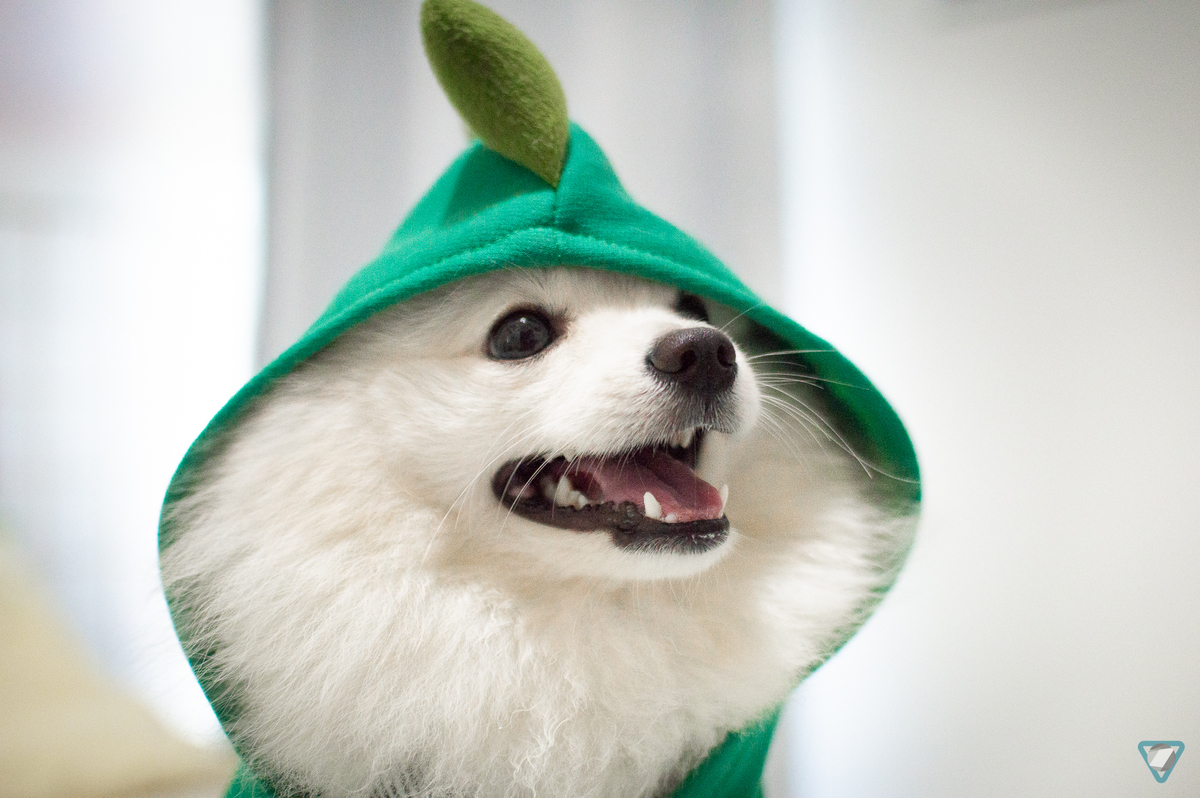 Ensaio Pet em Natal/RN, Fotografia Pet em Natal/RN, Ensaio Lifestyle em Natal/RN