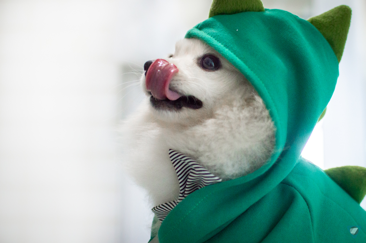 Ensaio Pet em Natal/RN, Fotografia Pet em Natal/RN, Ensaio Lifestyle em Natal/RN