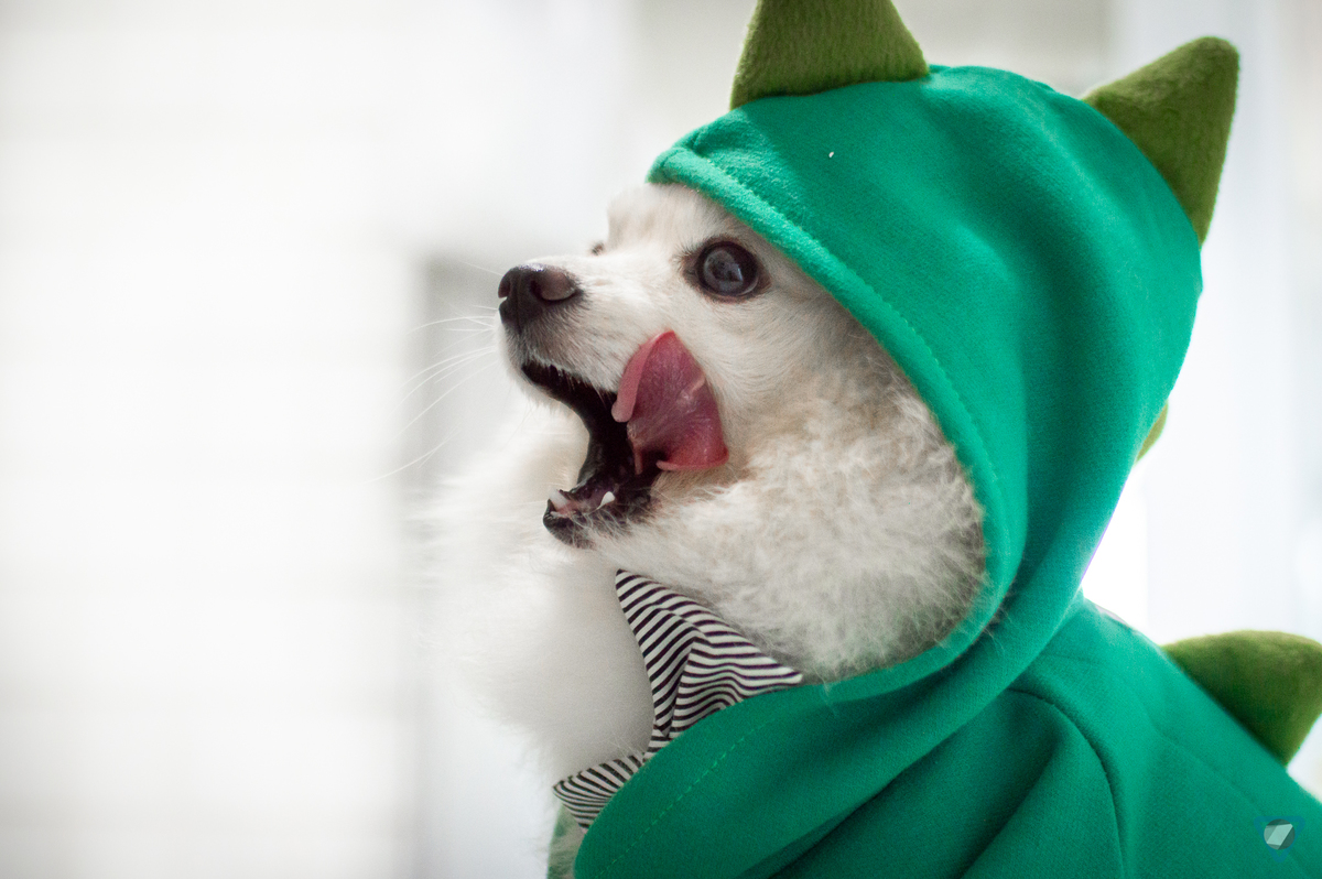 Ensaio Pet em Natal/RN, Fotografia Pet em Natal/RN, Ensaio Lifestyle em Natal/RN