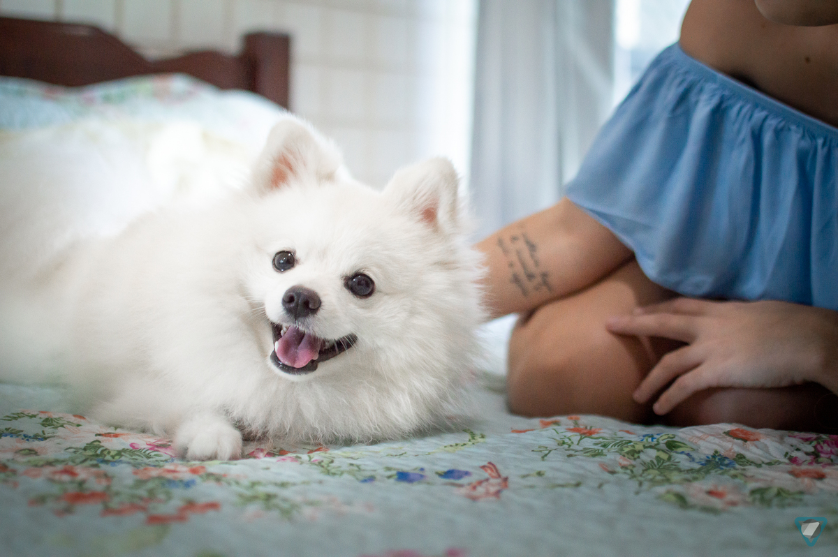 Ensaio Pet em Natal/RN, Fotografia Pet em Natal/RN, Ensaio Lifestyle em Natal/RN