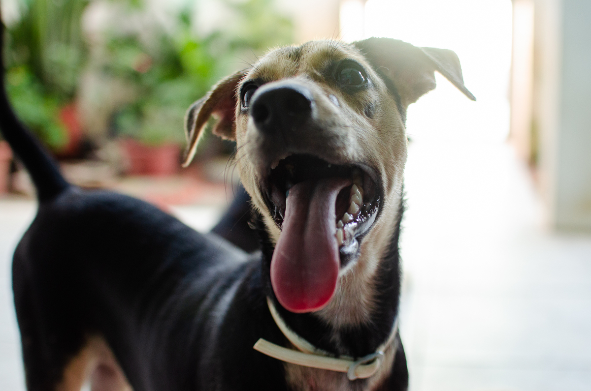 Ensaio Pet em Natal/RN