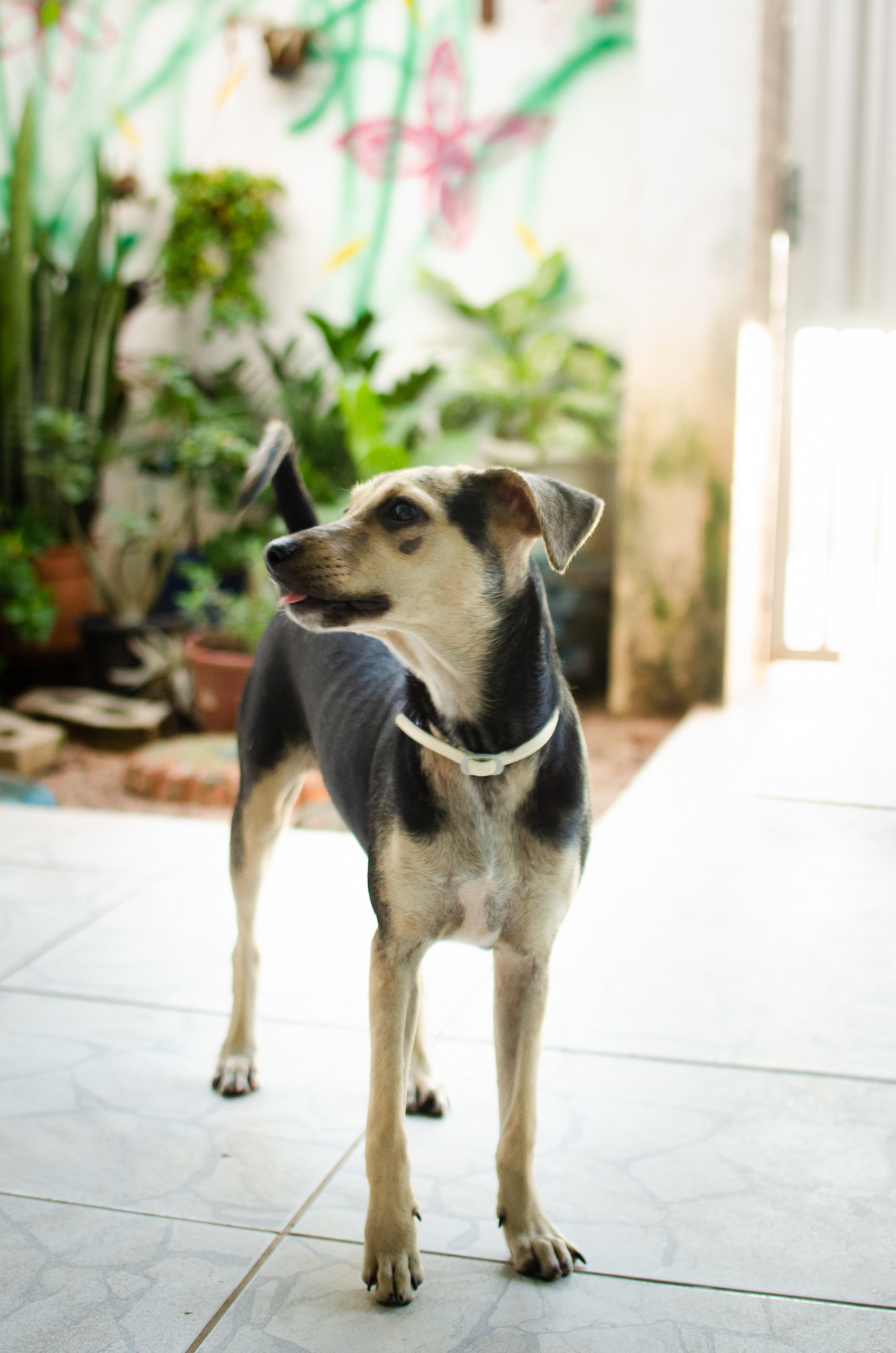 Ensaio Pet em Natal/RN