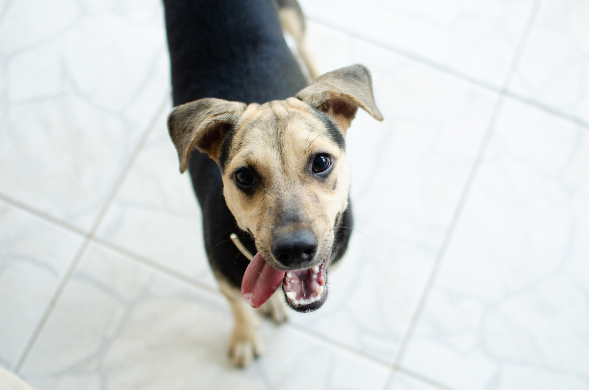 Ensaio Pet em Natal/RN