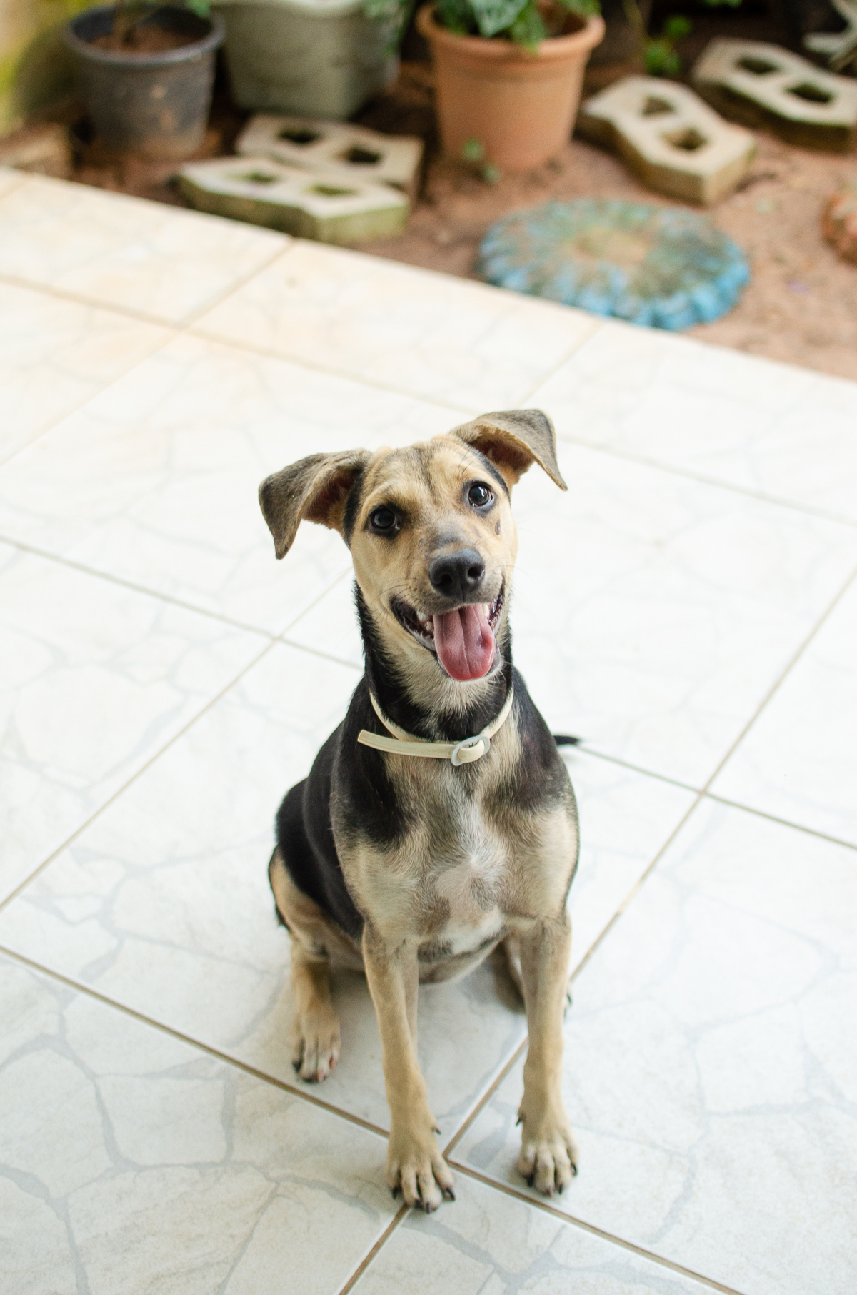 Ensaio Pet em Natal/RN