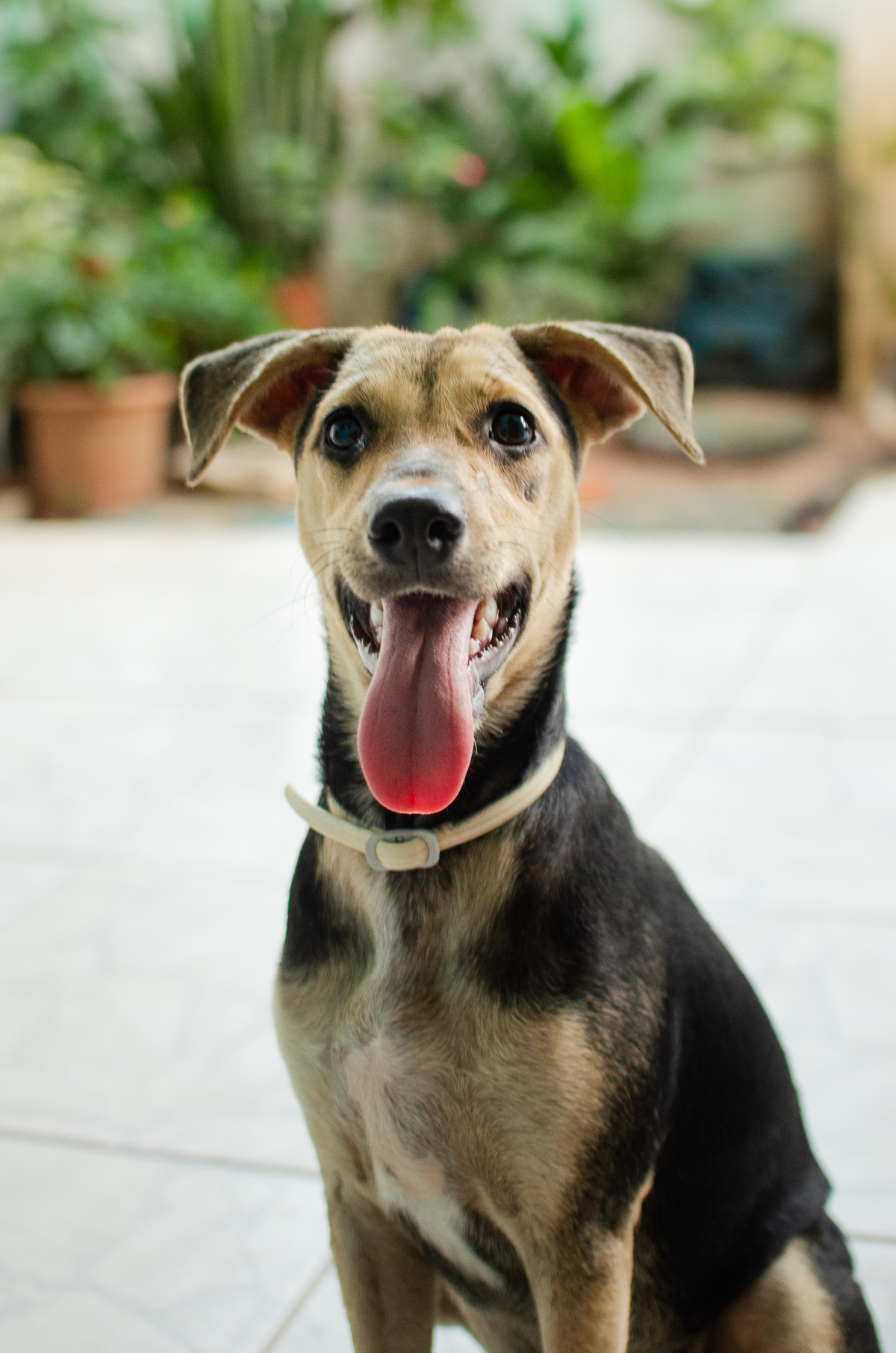 Ensaio Pet em Natal/RN