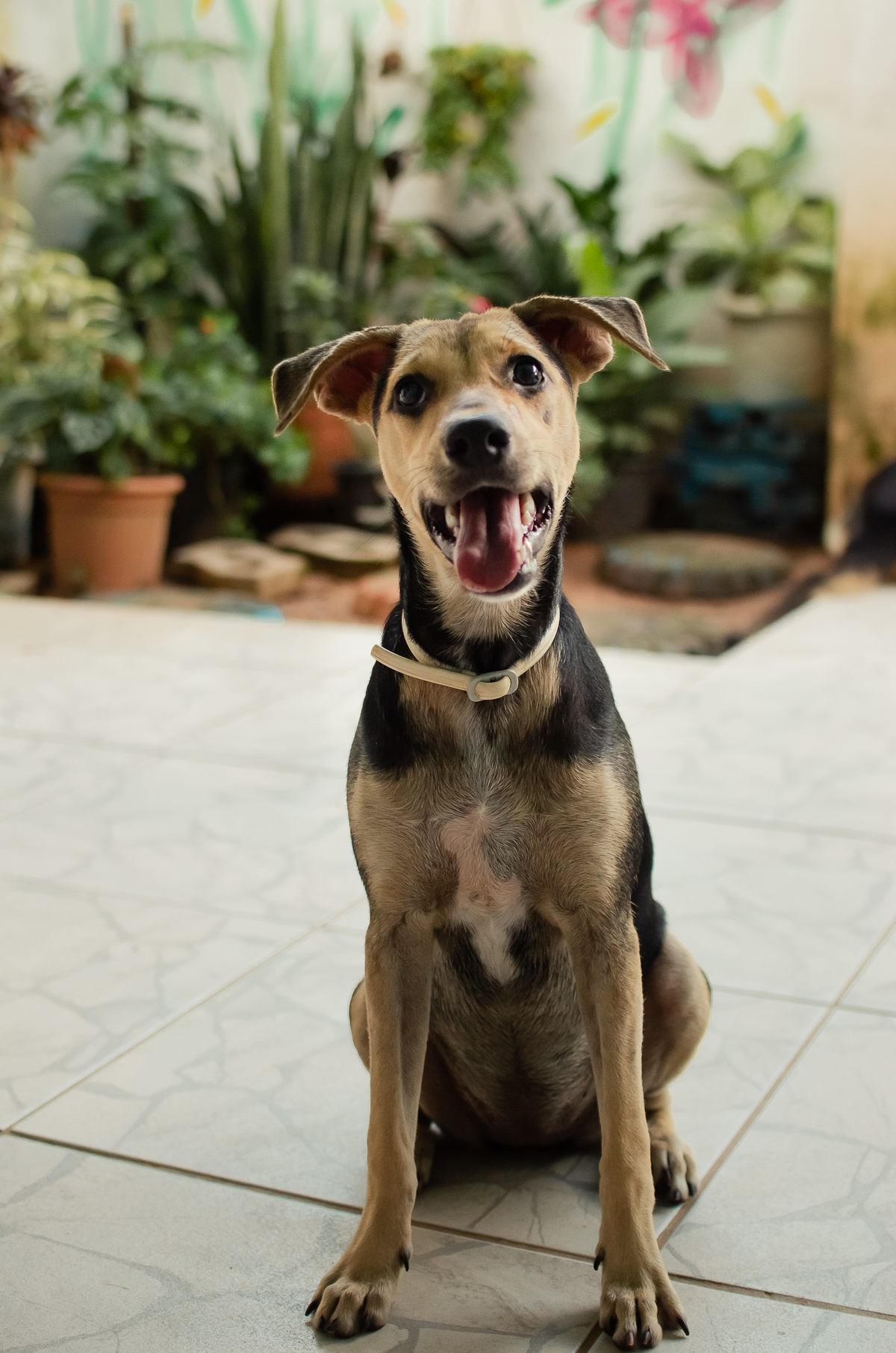 Ensaio Pet em Natal/RN