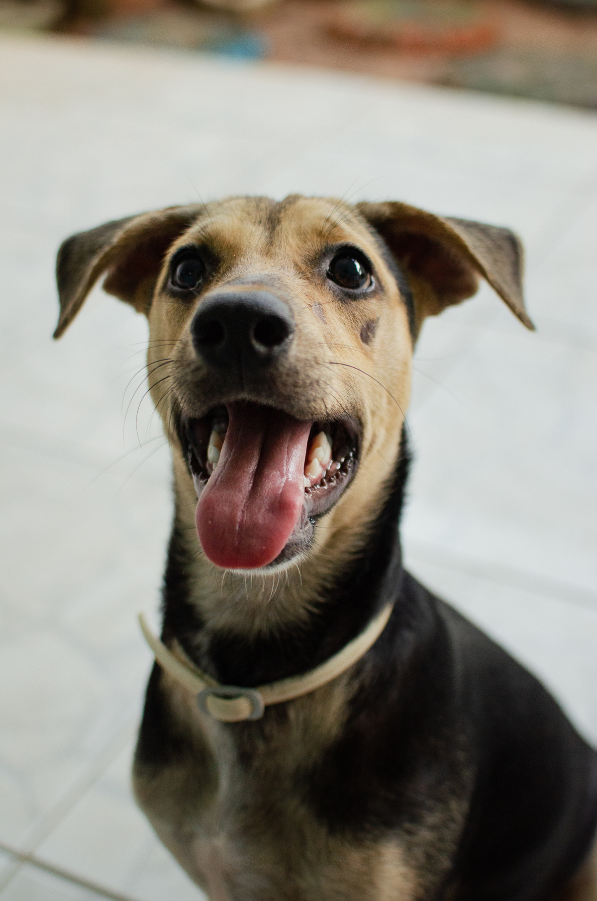 Ensaio Pet em Natal/RN