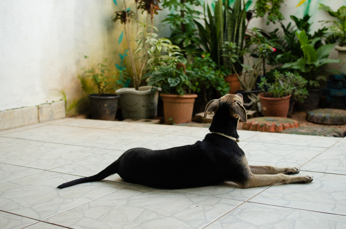 Ensaio Pet em Natal/RN