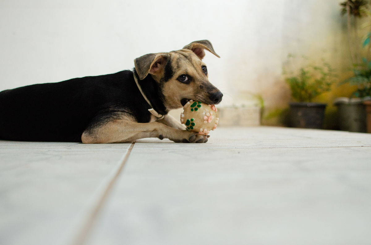 Ensaio Pet em Natal/RN
