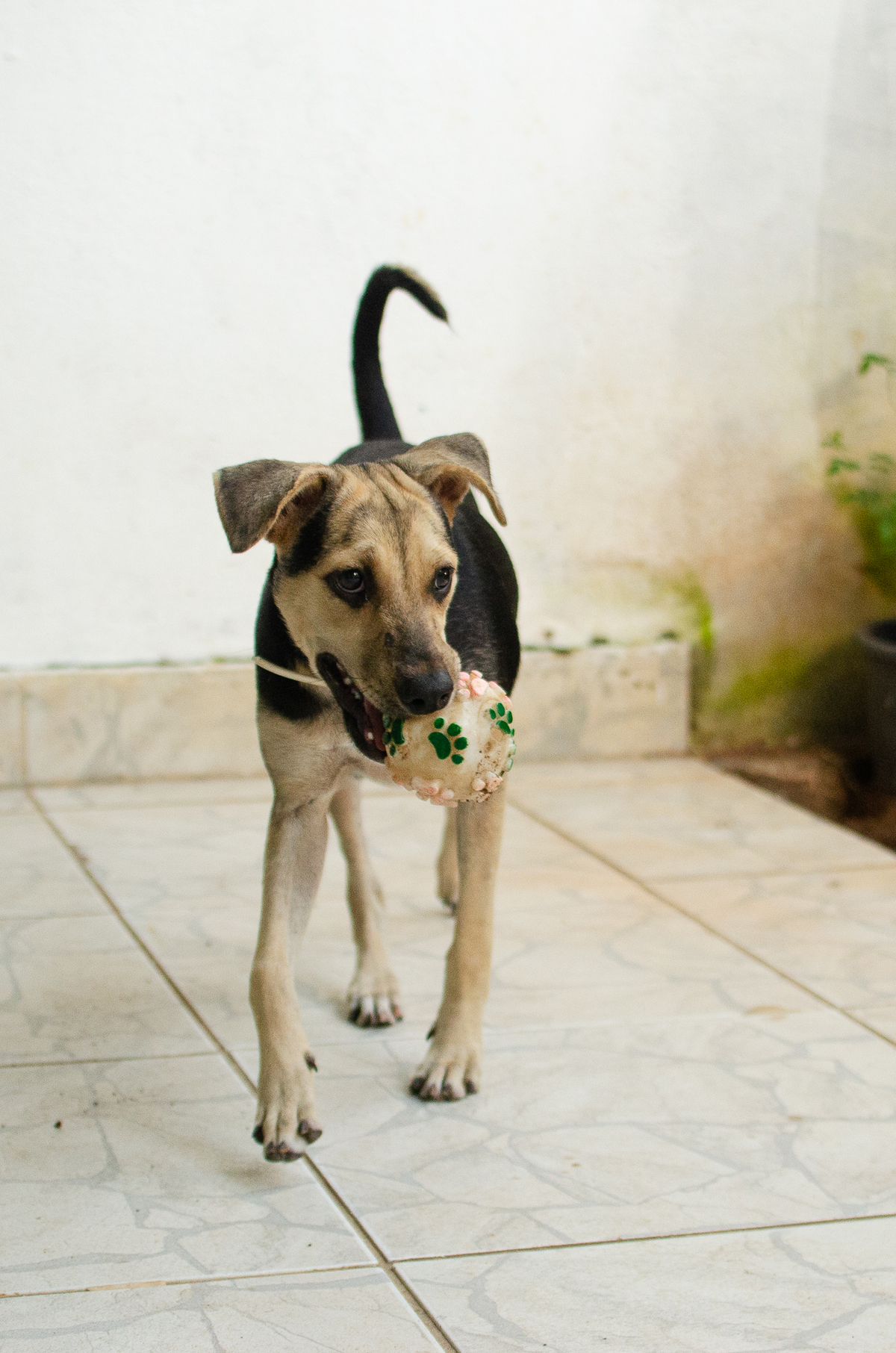 Ensaio Pet em Natal/RN
