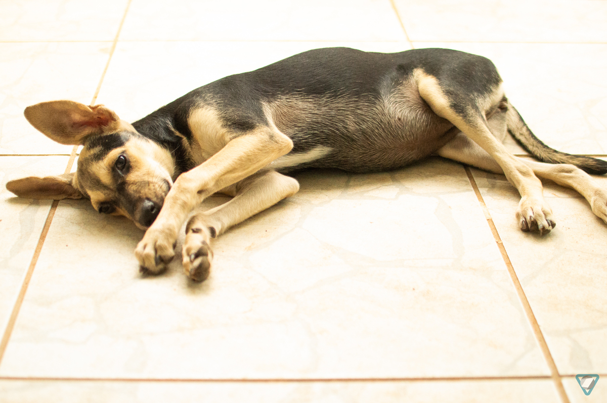 Ensaio Pet em Natal/RN
