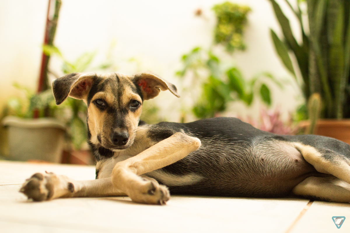 Ensaio Pet em Natal/RN