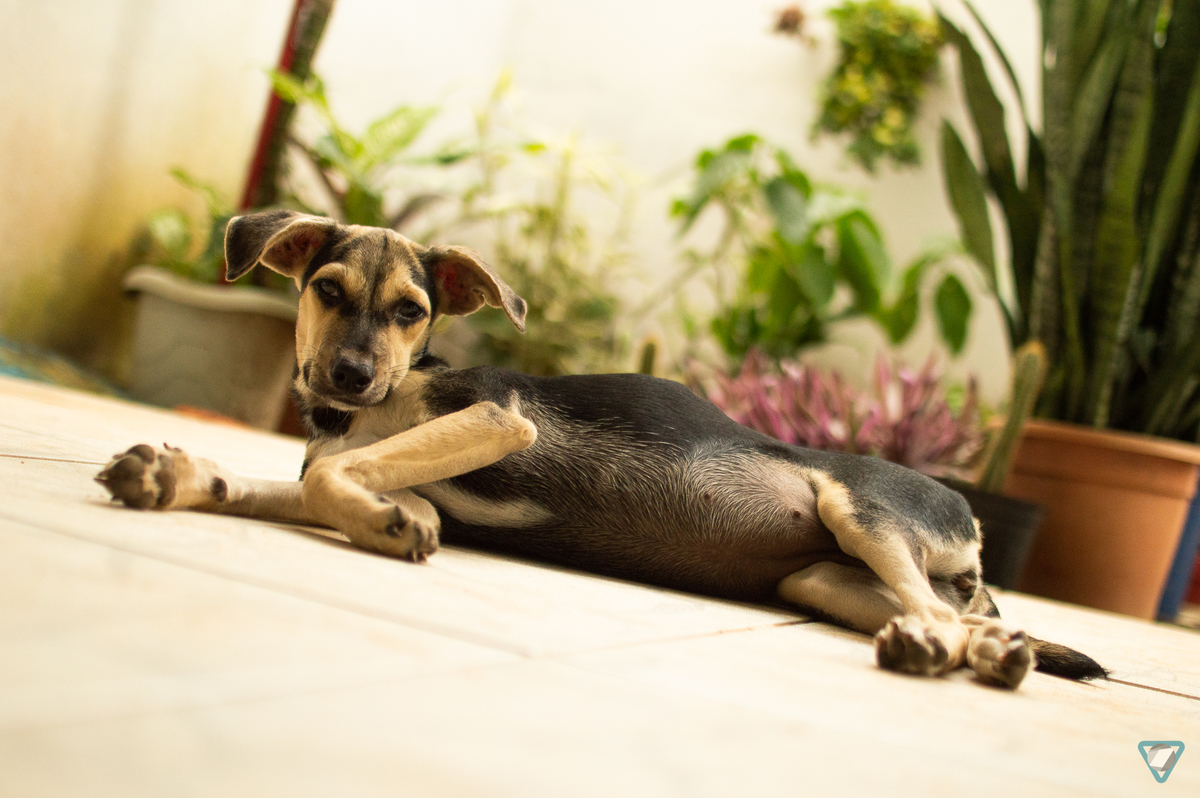 Ensaio Pet em Natal/RN