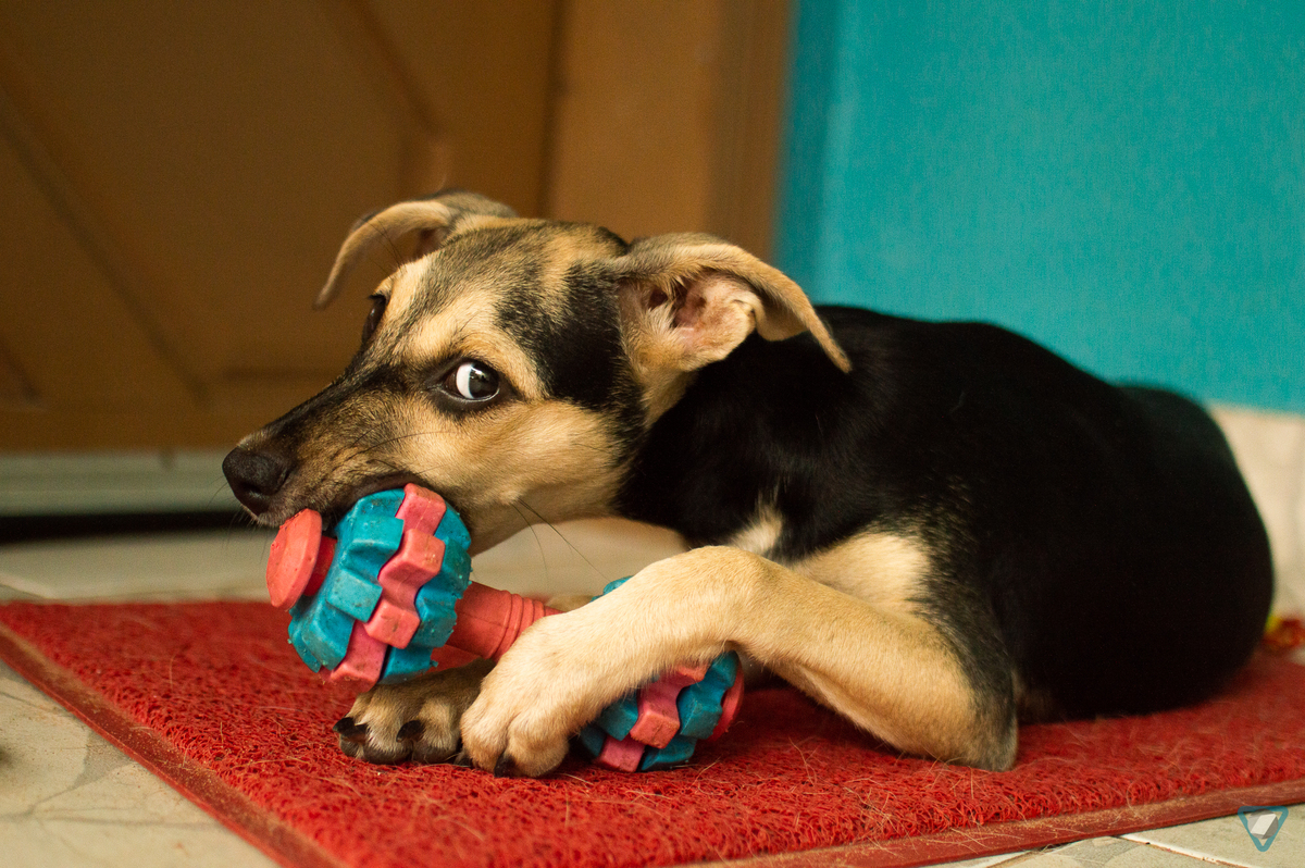 Ensaio Pet em Natal/RN