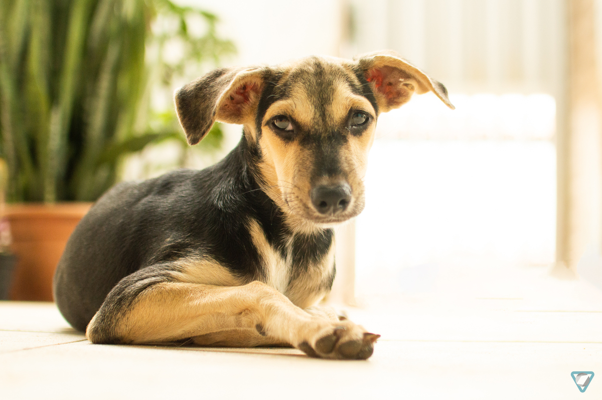 Ensaio Pet em Natal/RN