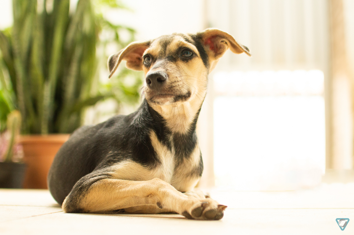 Ensaio Pet em Natal/RN