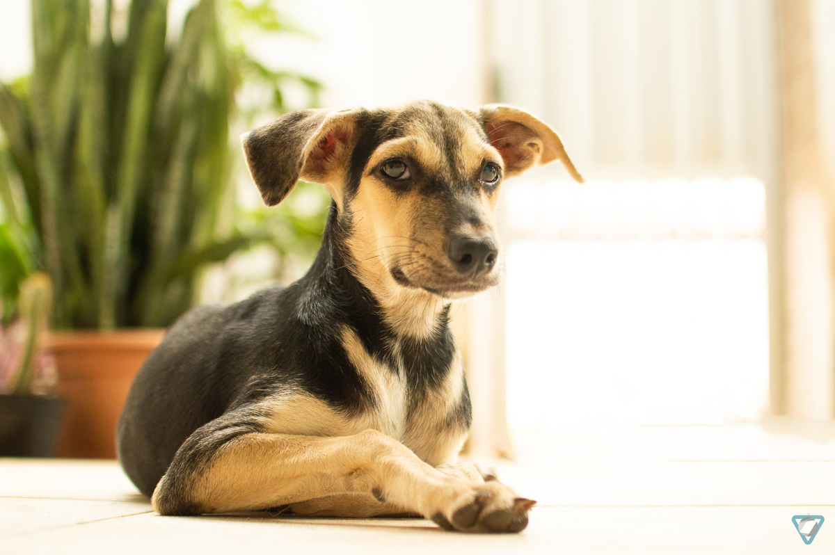 Ensaio Pet em Natal/RN