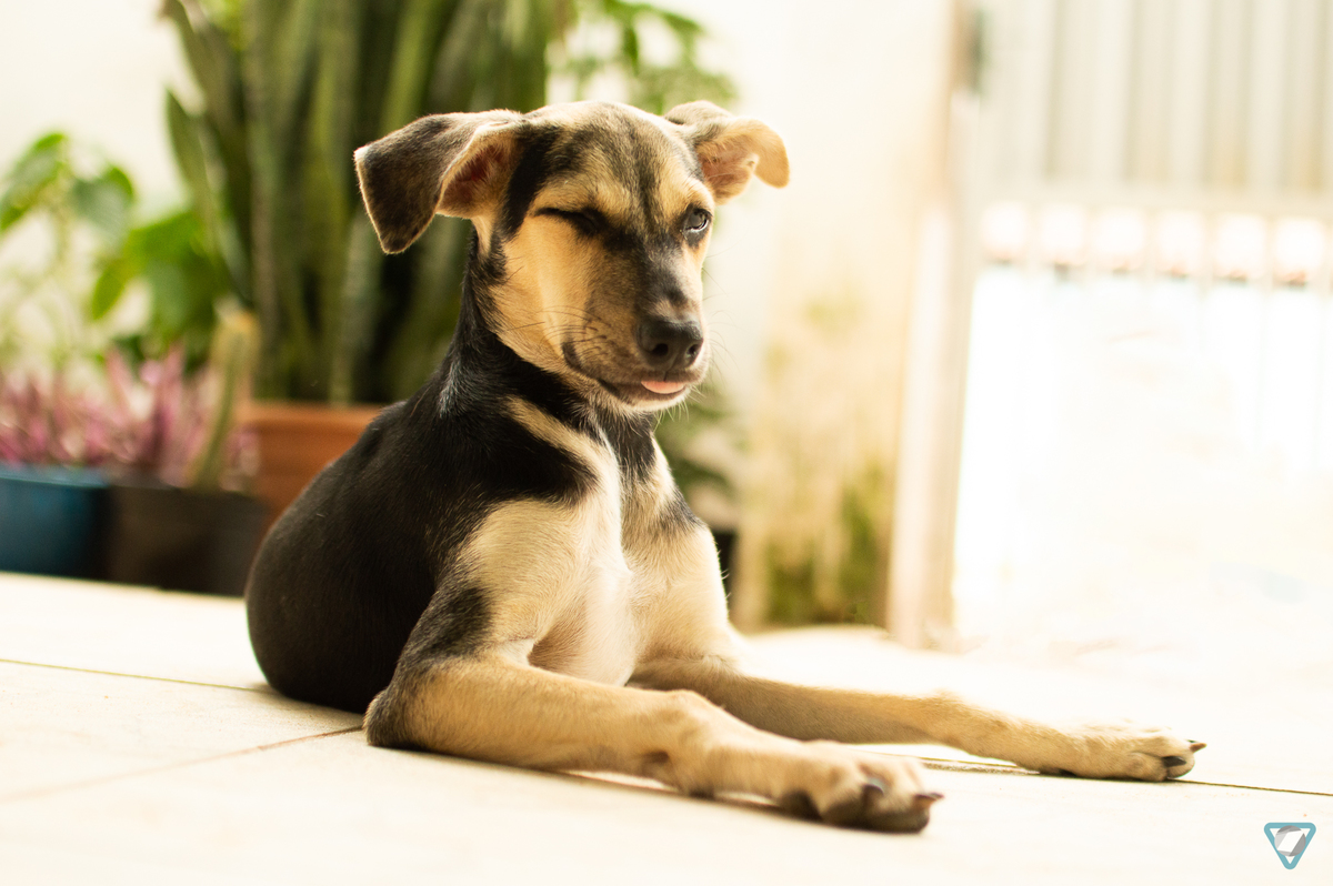 Ensaio Pet em Natal/RN