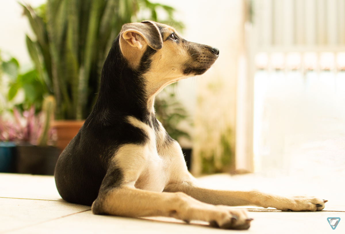 Ensaio Pet em Natal/RN