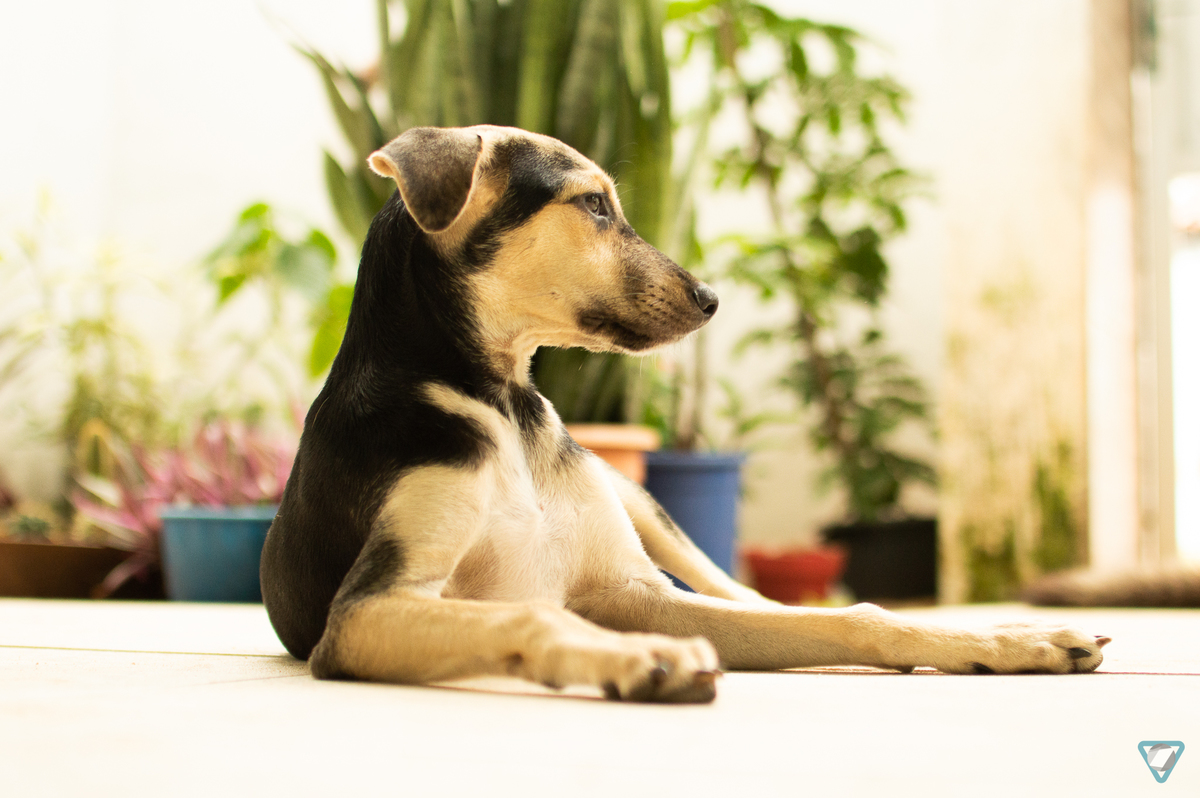 Ensaio Pet em Natal/RN