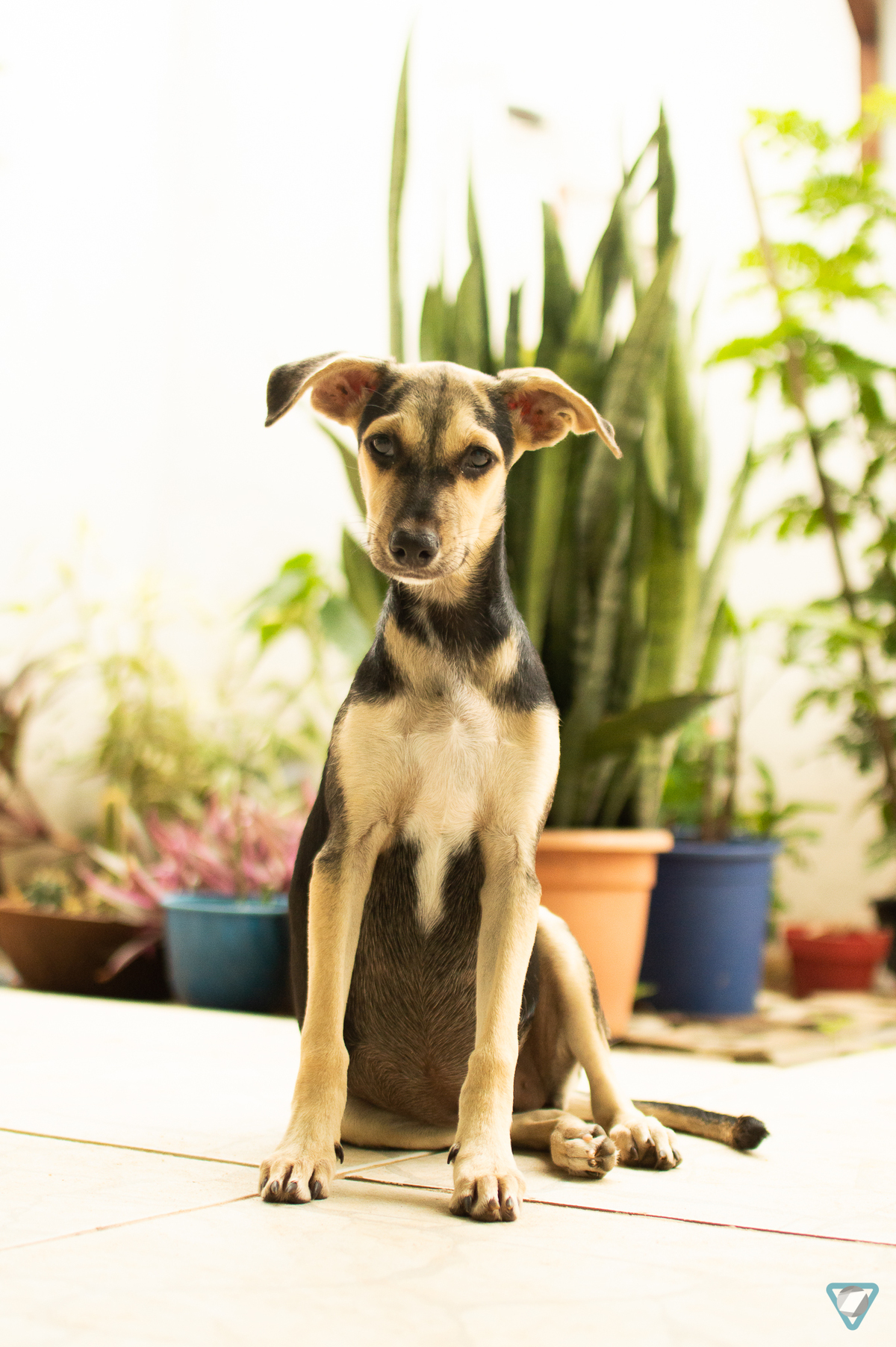Ensaio Pet em Natal/RN