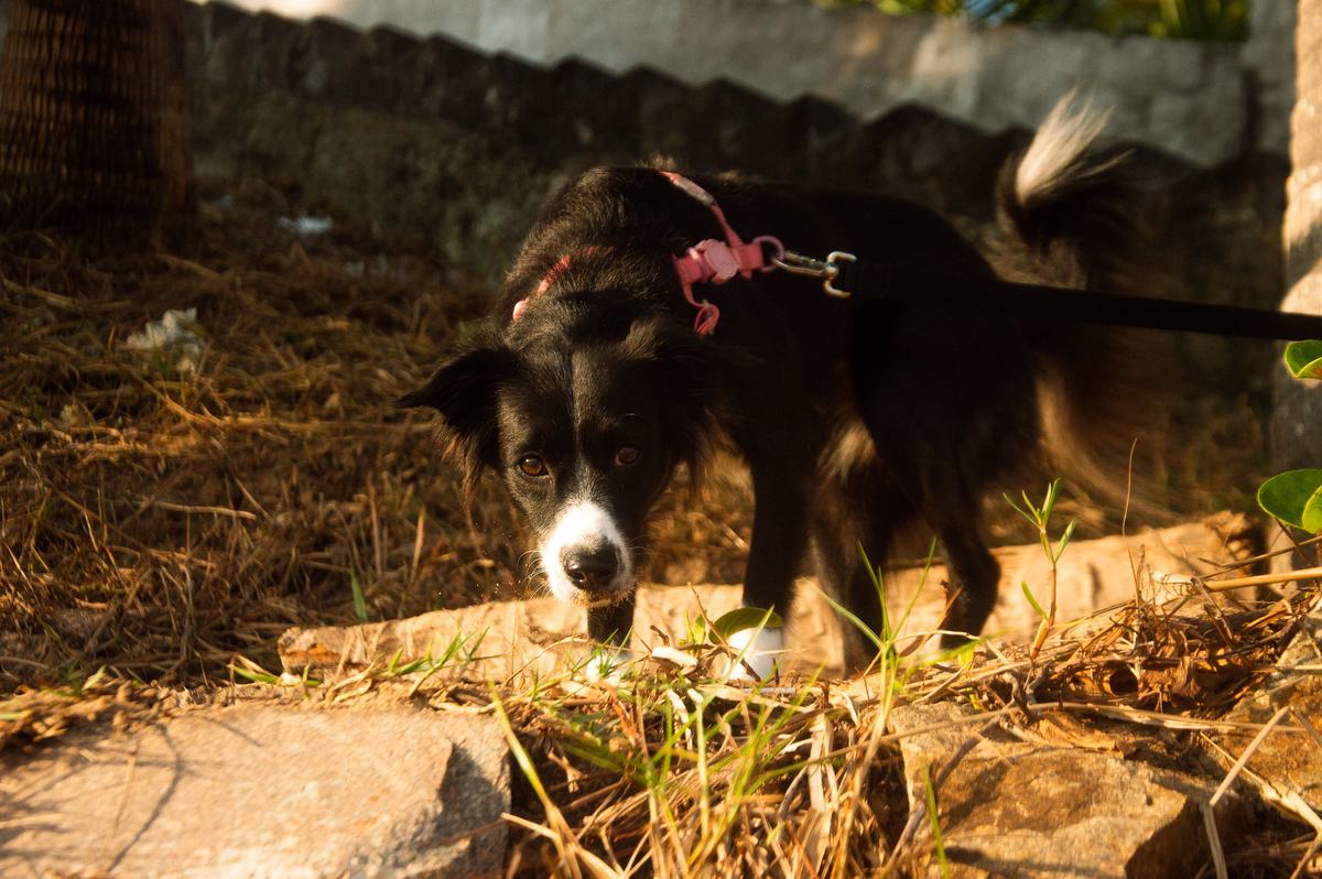 Ensaio pet na praia Natal/RN