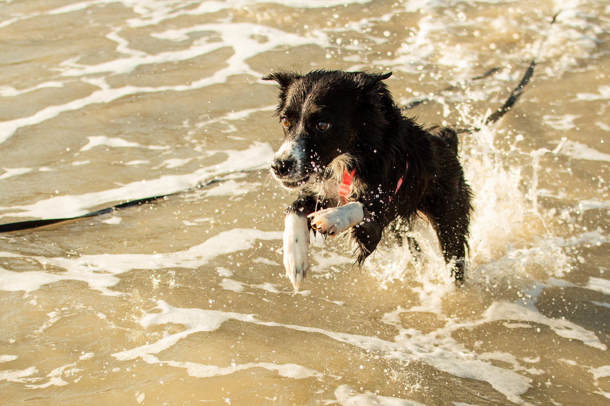 Ensaio pet na praia Natal/RN