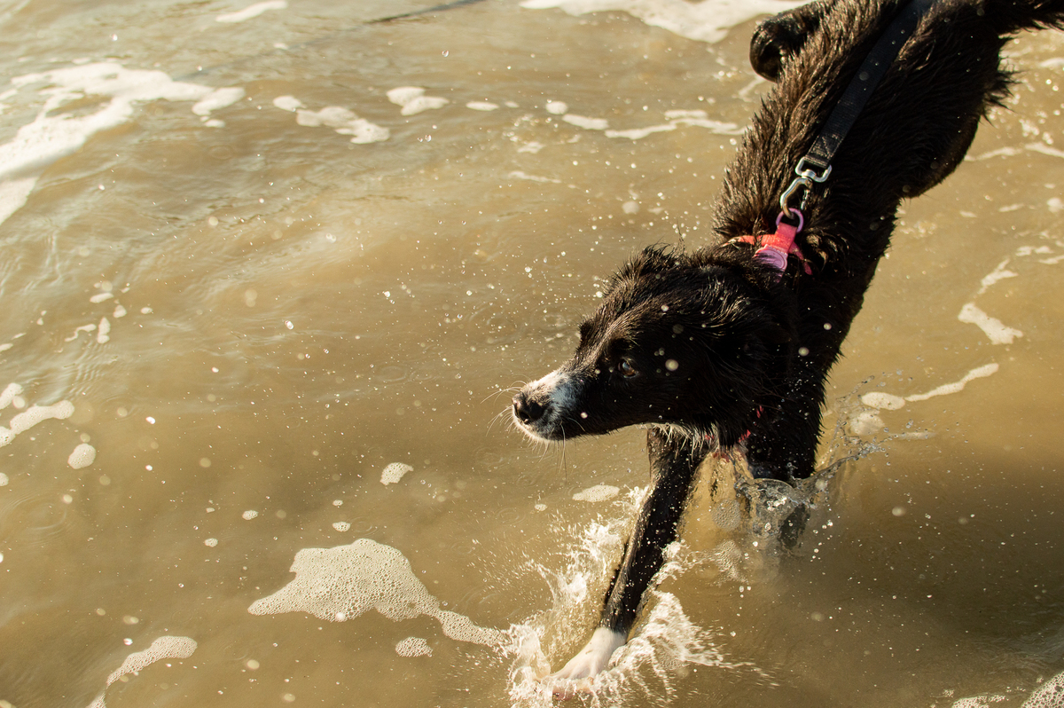 Ensaio pet na praia Natal/RN