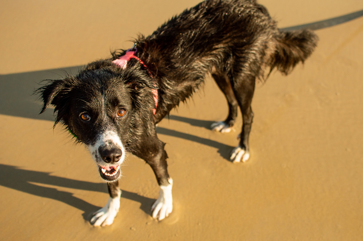 Ensaio pet na praia Natal/RN