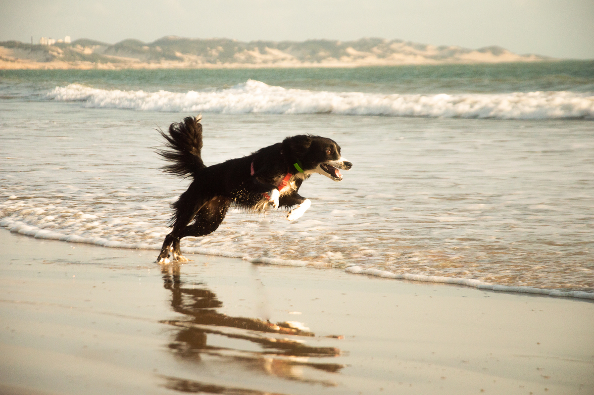 Ensaio pet na praia Natal/RN