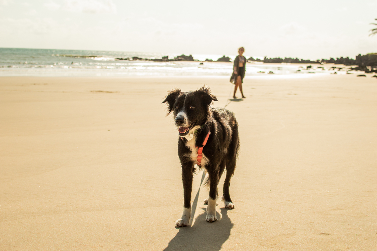 Ensaio pet na praia Natal/RN