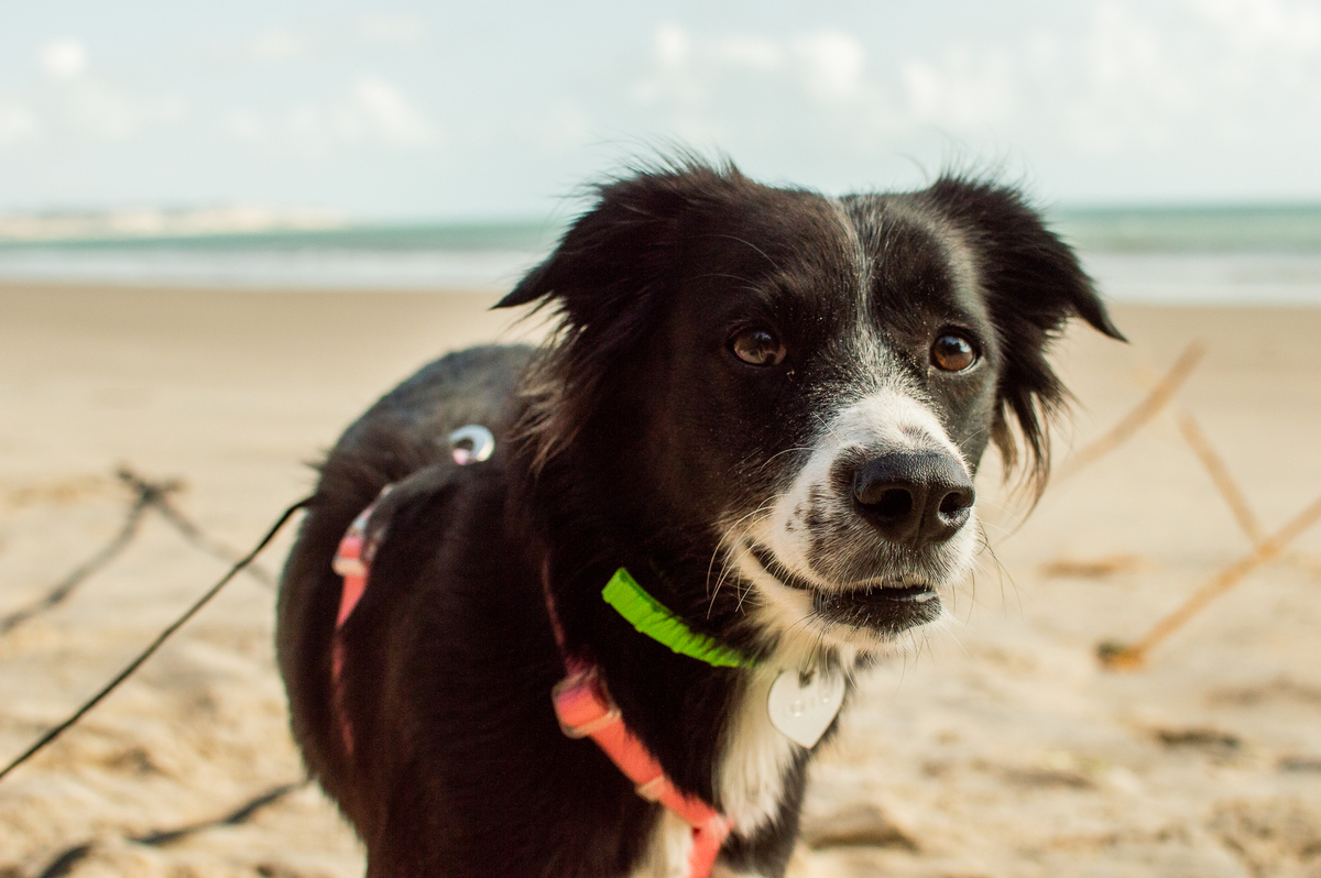 Ensaio pet na praia Natal/RN