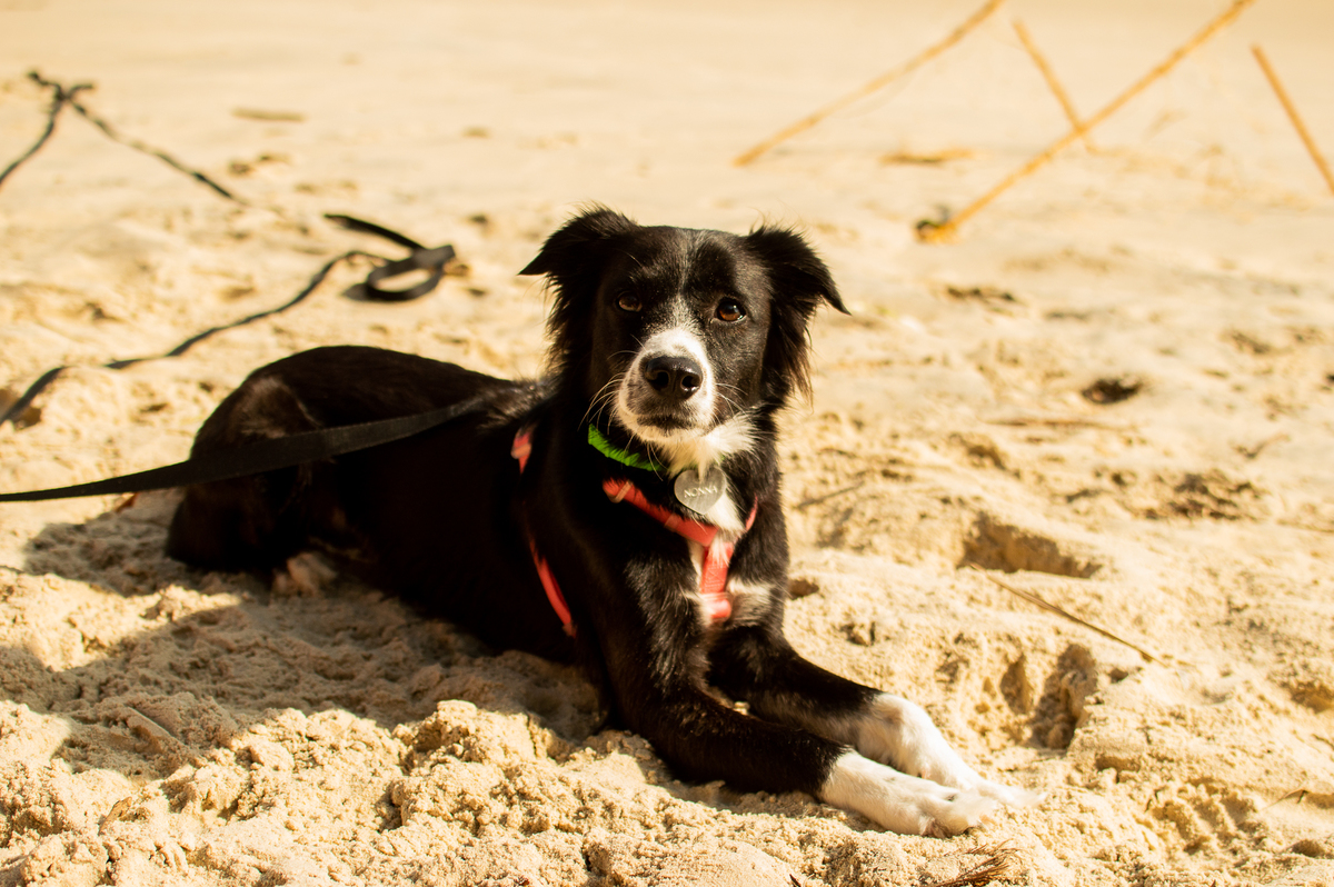 Ensaio pet na praia Natal/RN